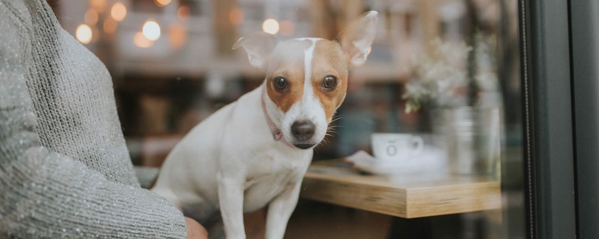 Coffee shop window showing dog and coffee which has been safely thickened with Slõ Syrup. Drinks thickener dysphagia friendly.
